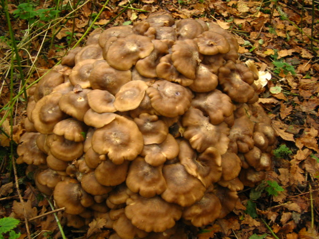 mushroom-formation-072