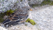 Snow Bunting